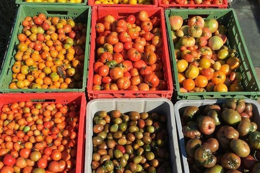 Grassroots tomatodling experiment